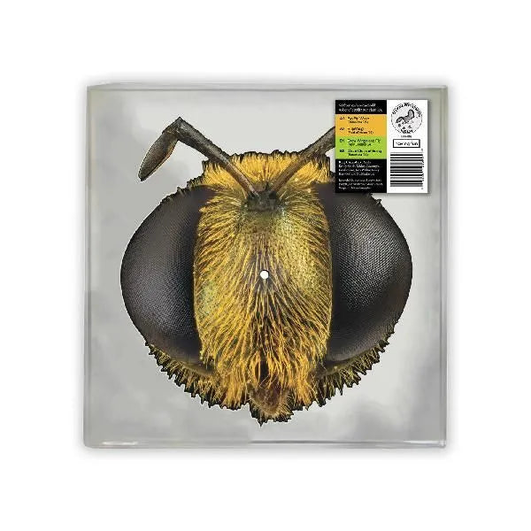 King Gizzard & The Lizard Wizard – Big Fig Wasp | (RSD 2026)