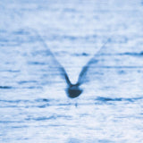 Ryo Fukui – Mellow Dream